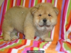 chow chow tu mascota - mejor precio | unprecio.es