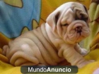 Excelentes ejemplares de Bulldog Ingles 100€ - mejor precio | unprecio.es