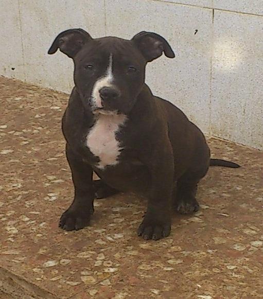 preciosa cachorrita de american bully