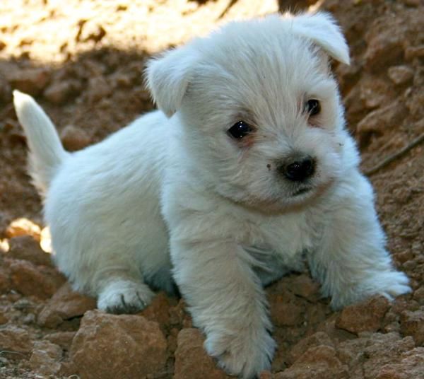 UN PEQUEÑO GRAN PERRO, WESTY