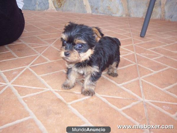 Yorkshire Toys. Cachorritos garantizados. 189 euros.