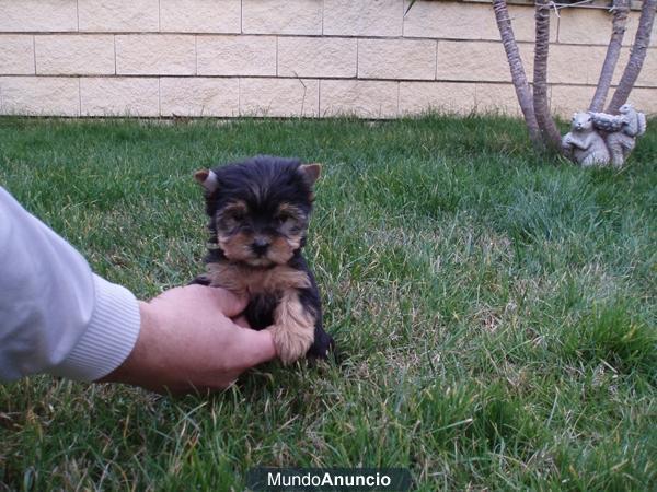 Cachorritos de Yorkshire