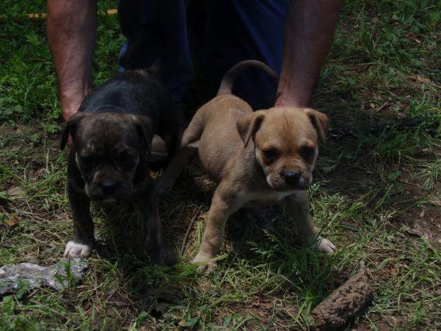 Cachorros Alano español