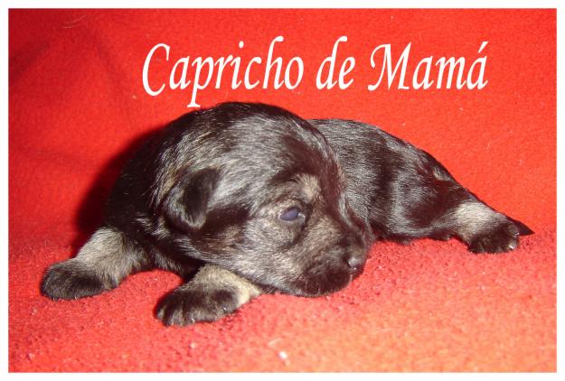 Cachorros de schnauzer miniatura