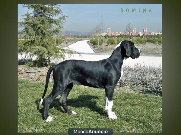 Dogo Aleman hembra negro-manttel