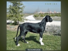 Dogo Aleman hembra negro-manttel - mejor precio | unprecio.es