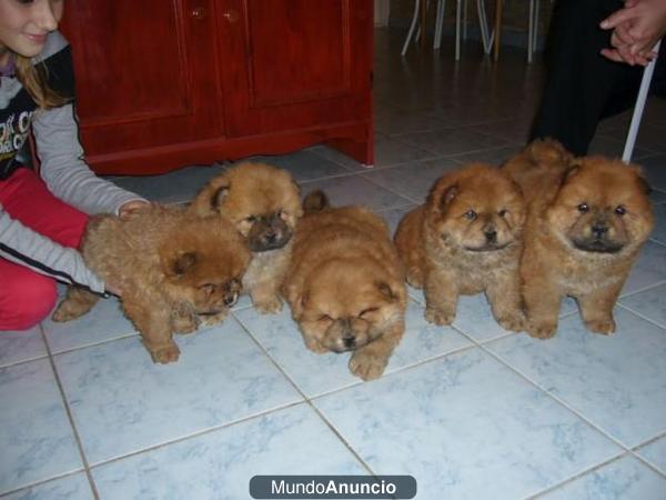 exclusivos cachorros de Chow-chow de 1º calidad