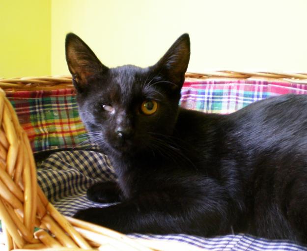 Gatito Negrito de 3 meses en adopción. NEGRETÍN