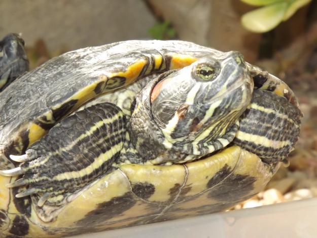 pareja reproductora de galapagos australianos de orejas rojas