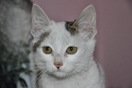 Vida, gatita de tres meses, con una preciosa mirada. Álava. (nacim. aprox.: 31/08/13)