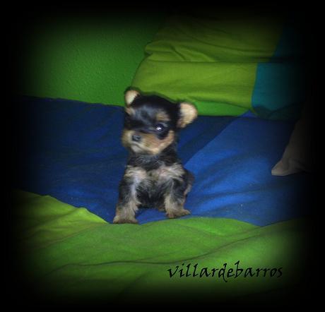 yorkshire terrier