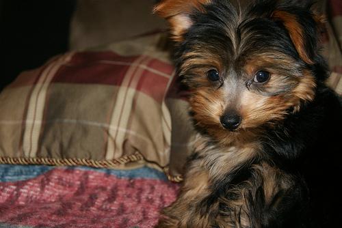 Yorkshire Terriers