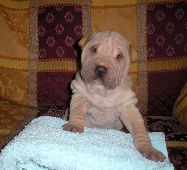 Arrugaditos - Shar Pei - cachorros