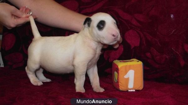 Bullterrier preciosos ejemplares listos para entregar con 2 meses