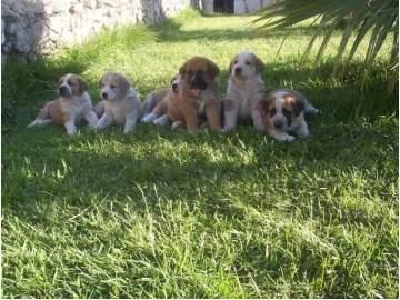 Cachorros Mastin del pirineo