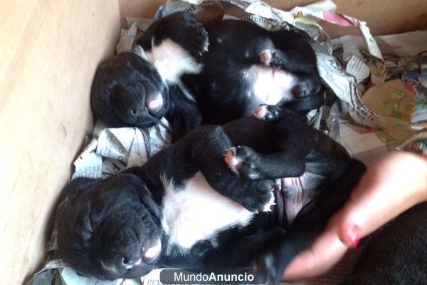 Camada de staffordshire bull terrier