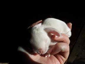 Conejito belier mini lop