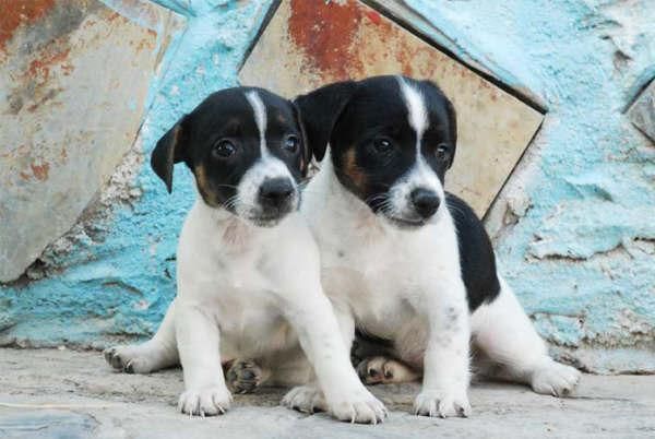 Jack rassell, cachorros encantadores y economicos