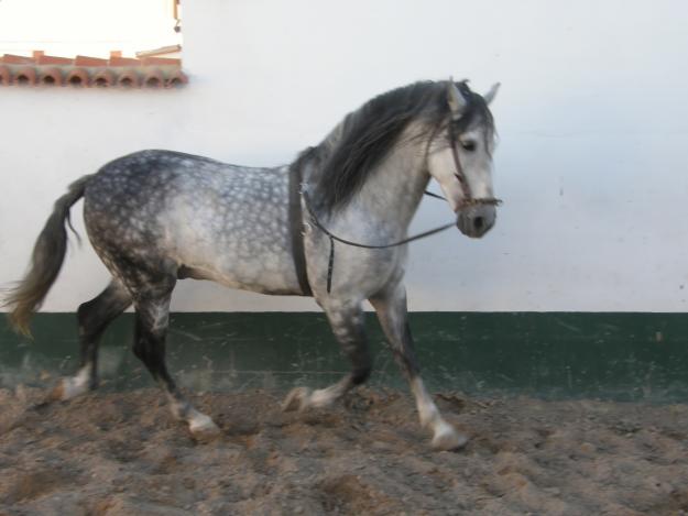 oferta caballo de pura raza española