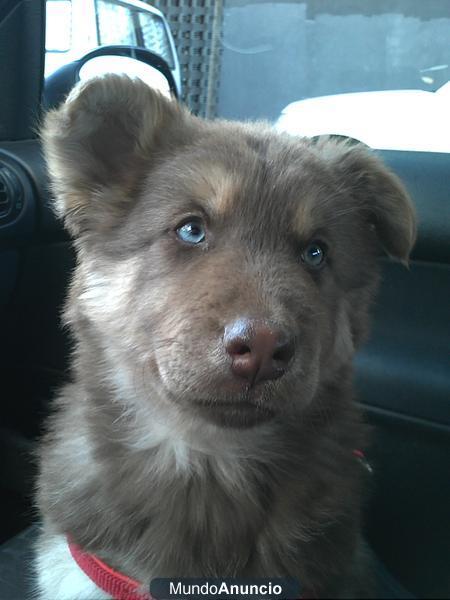 PASTOR ALEMAN CON HUSKY (PRECIOSOS)