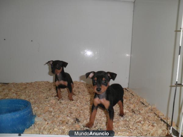 pincher mini con pedigree en Madrid