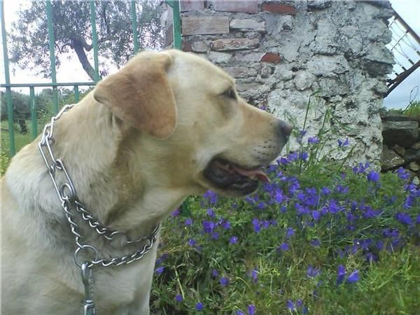 regalo labrador