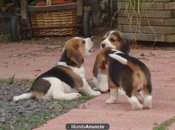 venta beagles tricolor