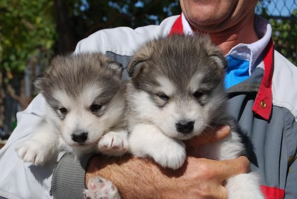 cachorra de ALASKA MALAMUTE con PEDIGREE 550