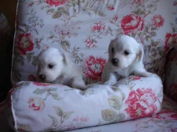 Cachorritos bichon maltes. GUAPISIMOS