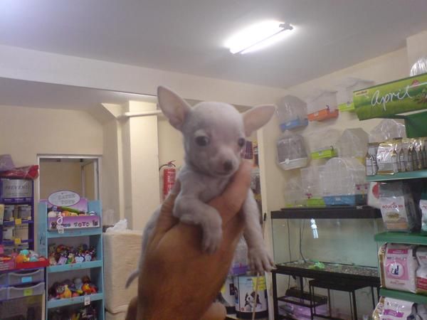 CACHORRITOS DE CHIHUAHUA MINI, PRECIOSIDADES! 650 EUROS