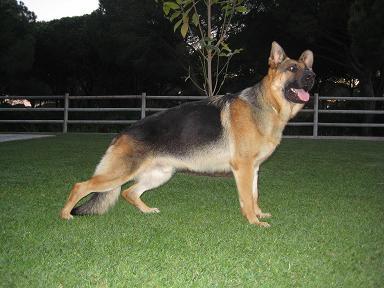 cachorro pastor aleman