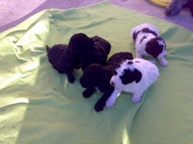 cachorros PERRO DE AGUA