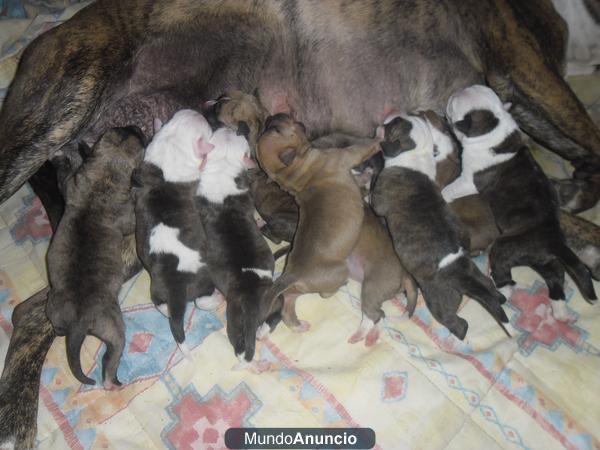 CAMADA DE AMERICAN STAFFORDSHIRE TERRIER