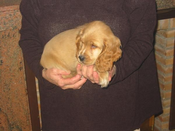 Cocker spaniel,cachorros,machos y hembras,pedigree.Venta.