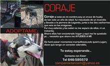 Mama Coraje  necesita adopcion