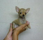 Preciosos cachorritos de Chihuahua - mejor precio | unprecio.es