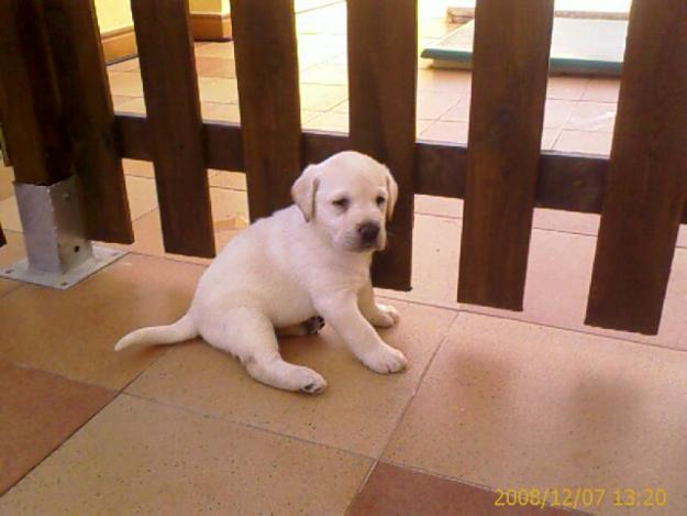 Vendo cachorritos labradores preciosos