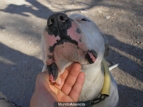 vendo cachorros de pitbull mexicano 350 reservas ya