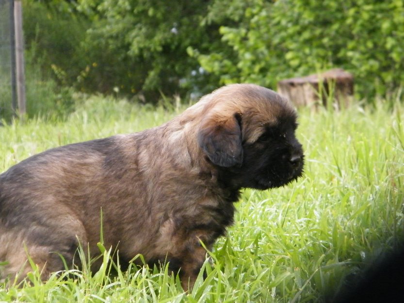 Venta cachorros gos d atura catala