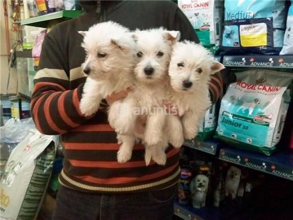 CACHORRITOS DE WESTY, PRECIOSOS 480 EUROS