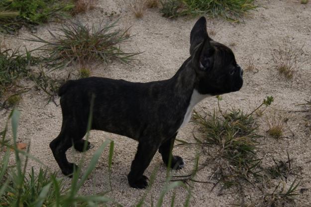 Cachorros Bulldog Frances