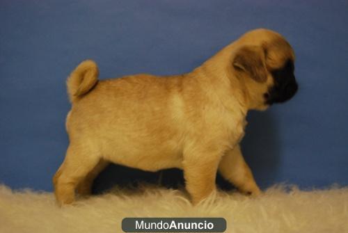 Carlinos pug, camadita disponible, somos criadores, www.doogs.es