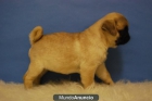 Carlinos pug, camadita disponible, somos criadores, www.doogs.es - mejor precio | unprecio.es