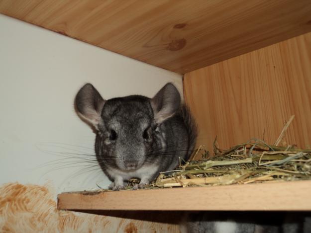 Chinchilla macho gris