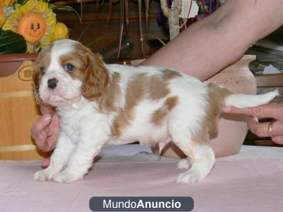 Cocker spaniel cachorros