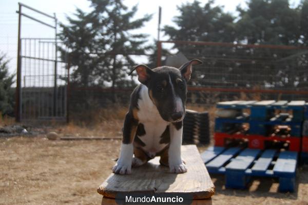 Perritos Bull Terrier miniatura