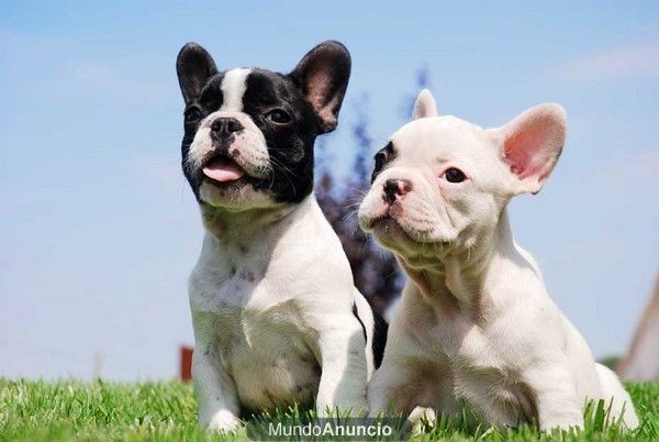 Urge vender cachorritos de Bulldog Francés