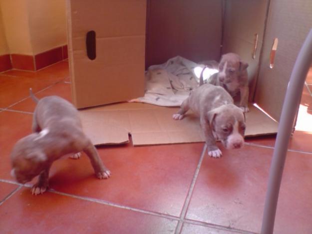 Vendo Pitbulls Red Nose (Puros) Atigrados Marron Chokolate