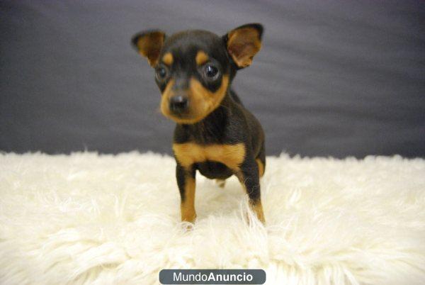 Mini pisncher ¡¡ cachorritos de dos meses desde 350 euros, solo en www.doogs.es