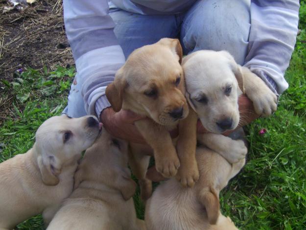 cachorros de Labrador con dos meses